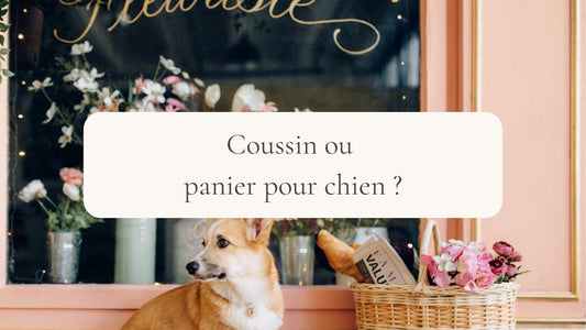 Coussin ou panier pour chien ?